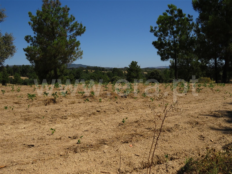 Terreno  Fundão, Orca - 1425360 - 2
