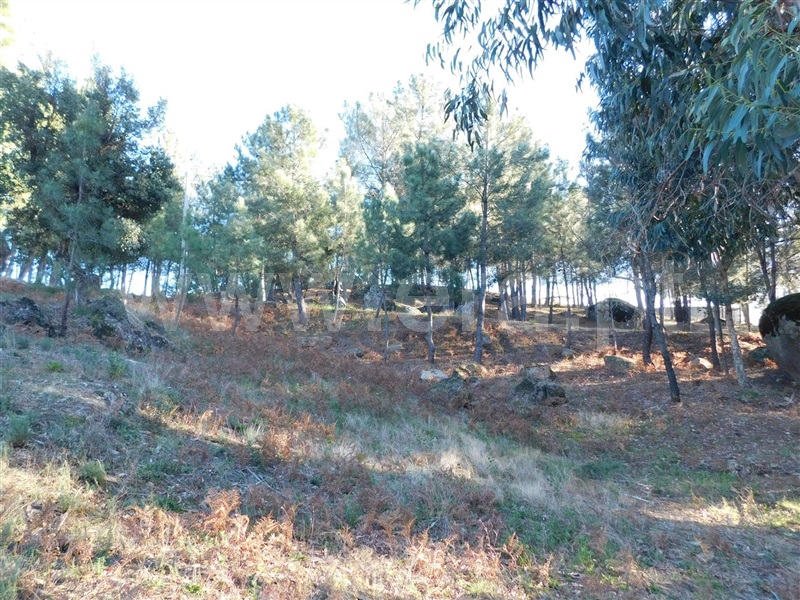 Terreno  Fundão, Pêro Viseu - 1226718 - 3