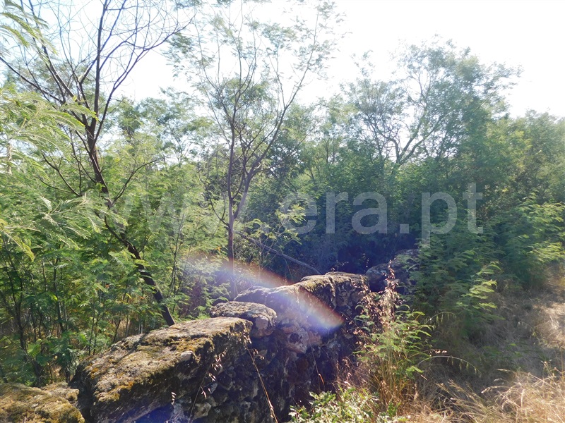 Terreno  Fundão, Pêro Viseu - 233628 - 2