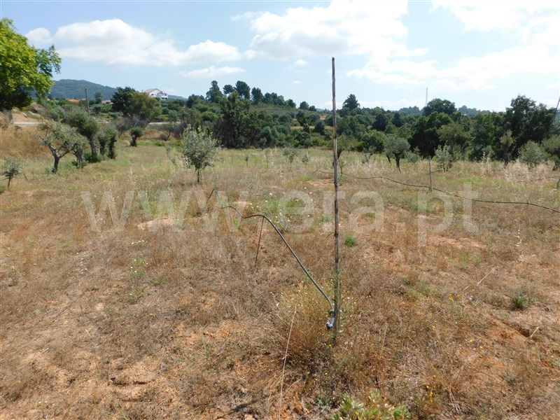 Terreno  Fundão, Pêro Viseu - 233628 - 6
