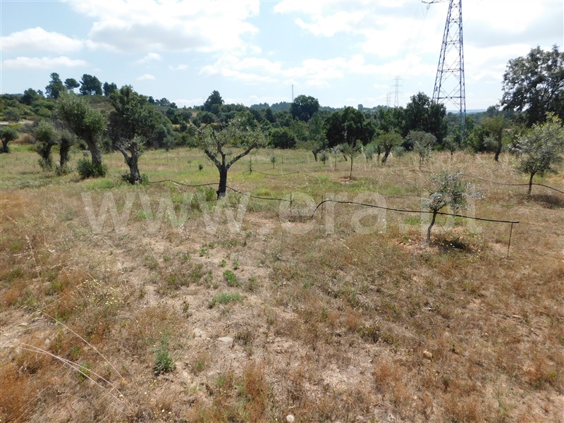 Terreno  Fundão, Pêro Viseu - 233628 - 9