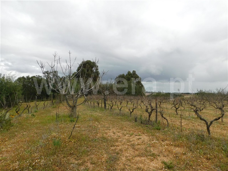 Terreno  Fundão, Póvoa da Atalaia - 1315345 - 6