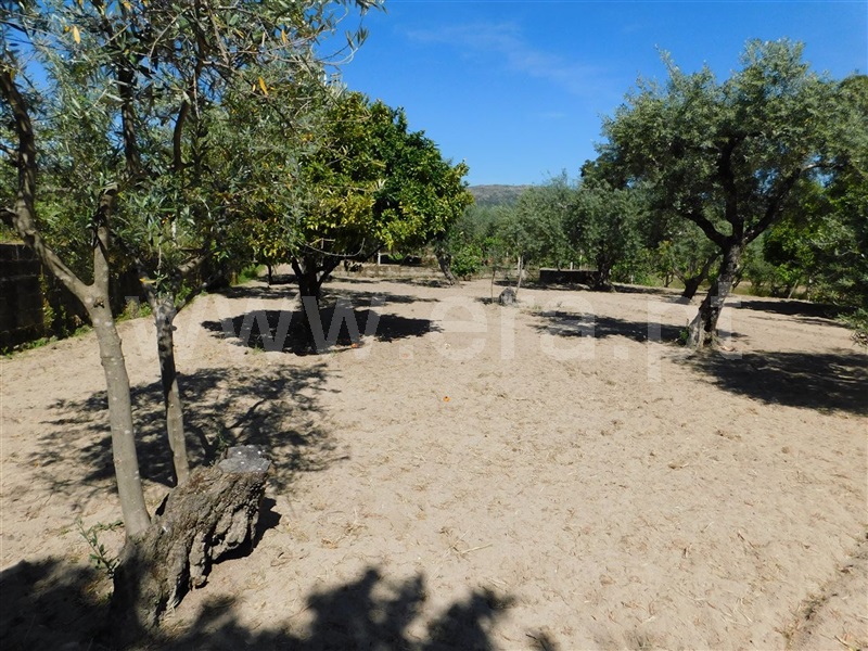 Terreno / Fundão, Póvoa da Atalaia