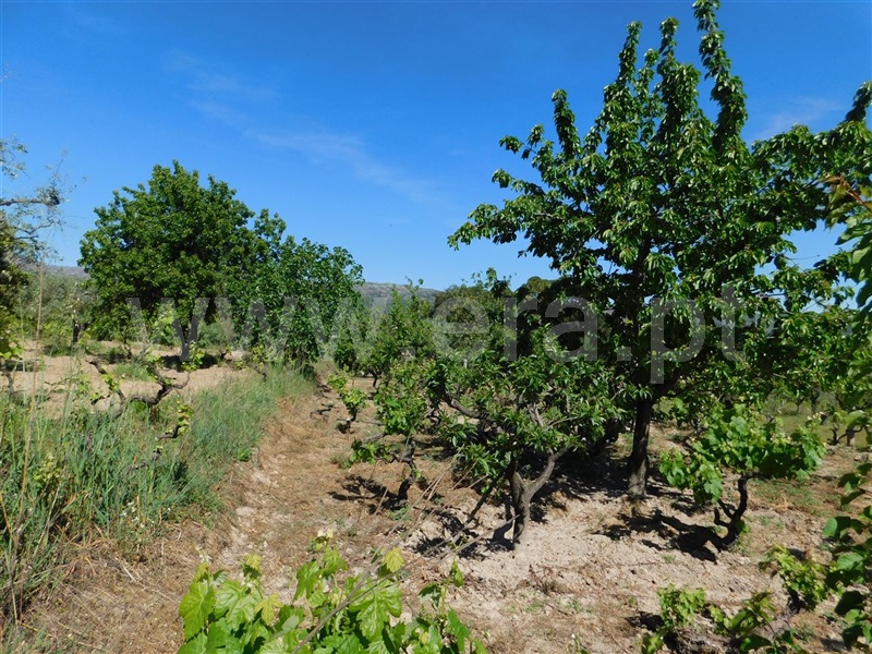 Terreno  Fundão, Póvoa da Atalaia - 1323038 - 14