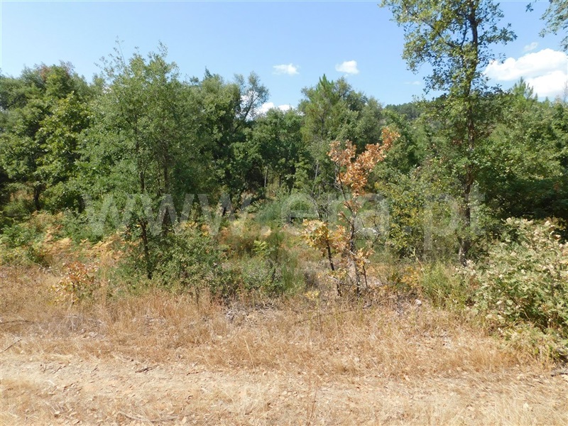 Terreno  Fundão, Quintãs - 1034505 - 3