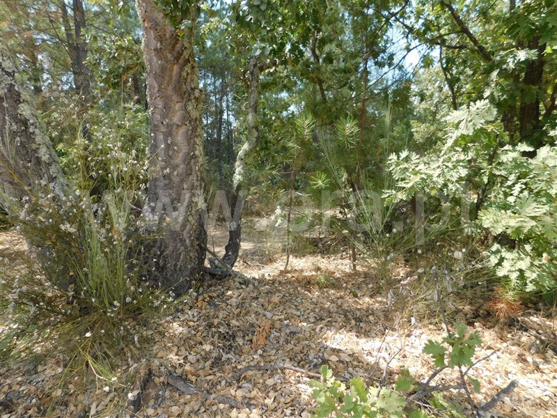 Terreno  Fundão, Quintãs - 1034505 - 6