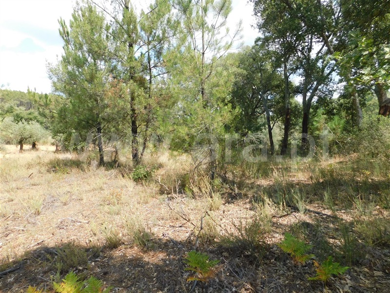 Terreno  Fundão, Quintãs - 1034505 - 7
