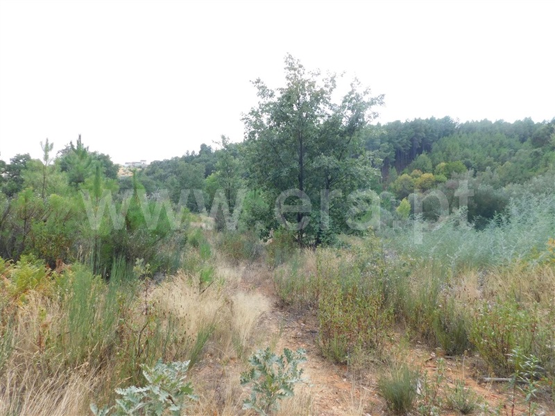 Terreno  Fundão, Quintãs - 1034505 - 10