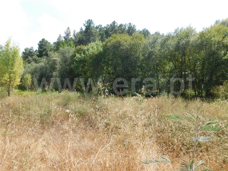 Terreno / Fundão, Quintãs