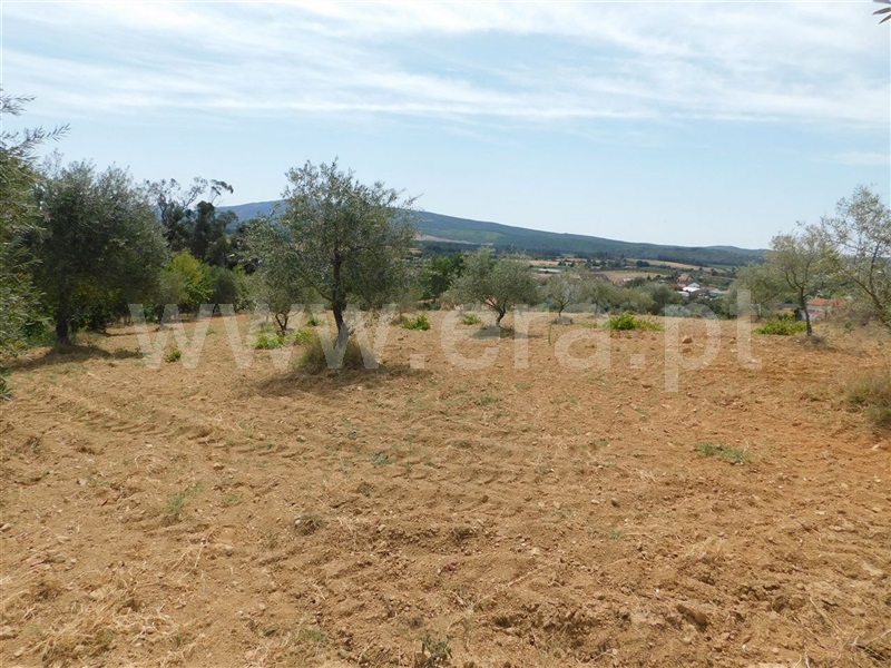 Terreno / Fundão, Salgueiro