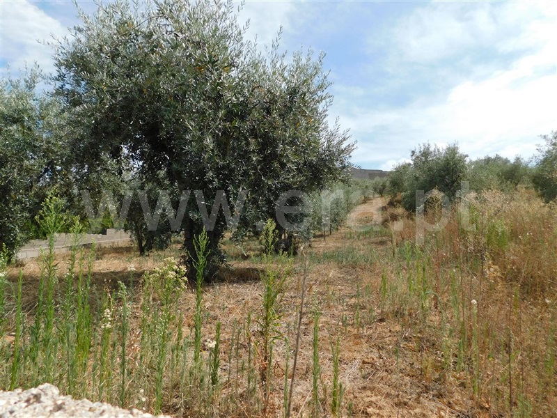 Terreno  Fundão, Salgueiro - 1034543 - 2