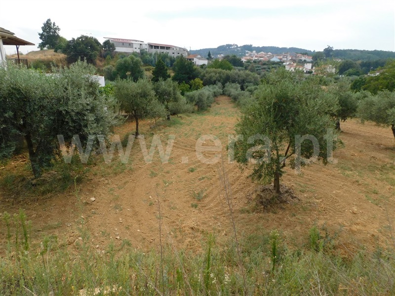 Terreno / Fundão, Salgueiro