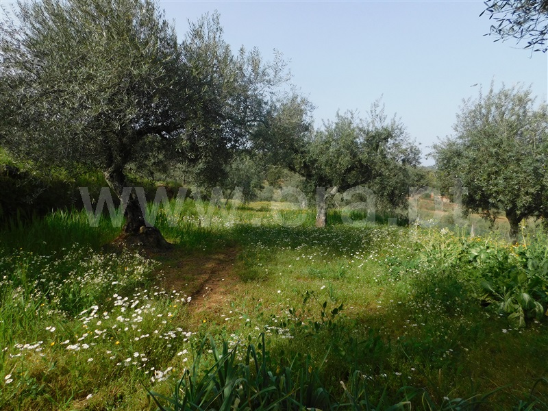 Terreno  Fundão, Salgueiro - 1078033 - 3