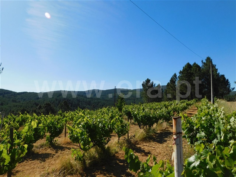 Terreno  Fundão, Silvares - 1012773 - 2