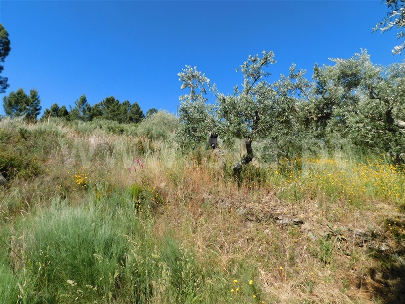 Terreno  Fundão, Silvares - 1012773 - 5