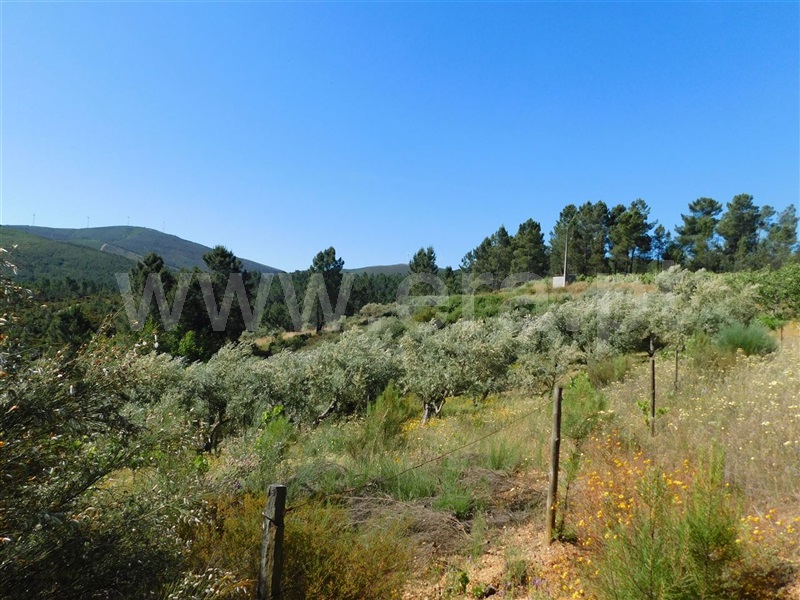 Terreno  Fundão, Silvares - 1012773 - 9