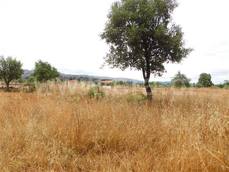 Terreno / Fundão, Soalheira