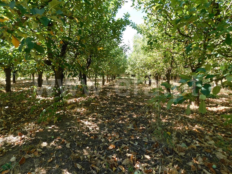 Terreno / Fundão, Souto da Casa