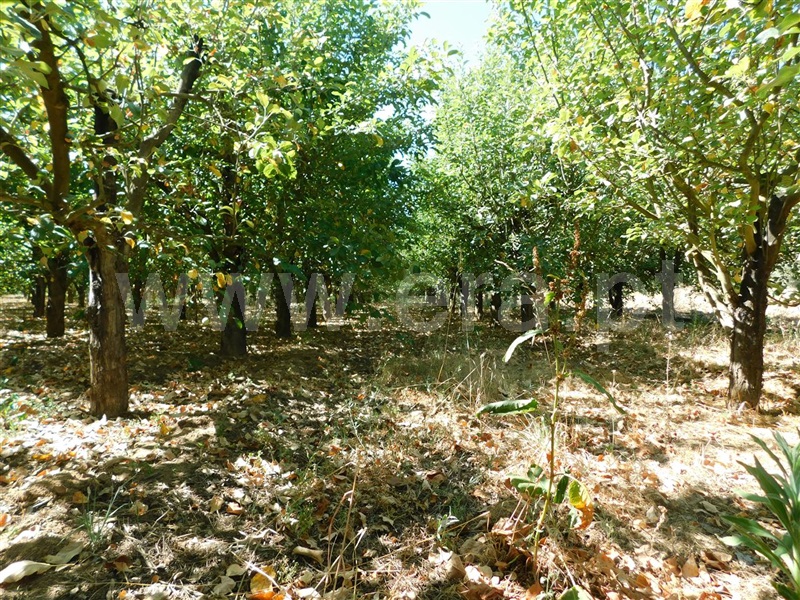 Terreno  Fundão, Souto da Casa - 1267417 - 11