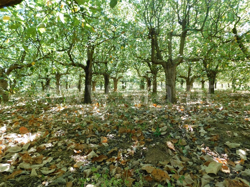 Terreno  Fundão, Souto da Casa - 1267417 - 13