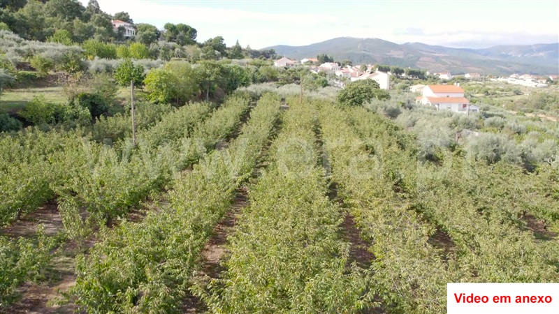 Terreno  Fundão, Souto da Casa - 1288215 - 4