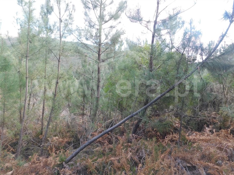 Terreno / Fundão, Souto da Casa