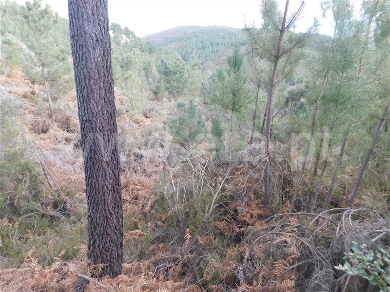 Terreno  Fundão, Souto da Casa - 1309653 - 2