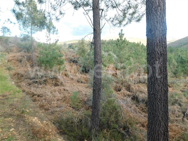Terreno  Fundão, Souto da Casa - 1309653 - 3