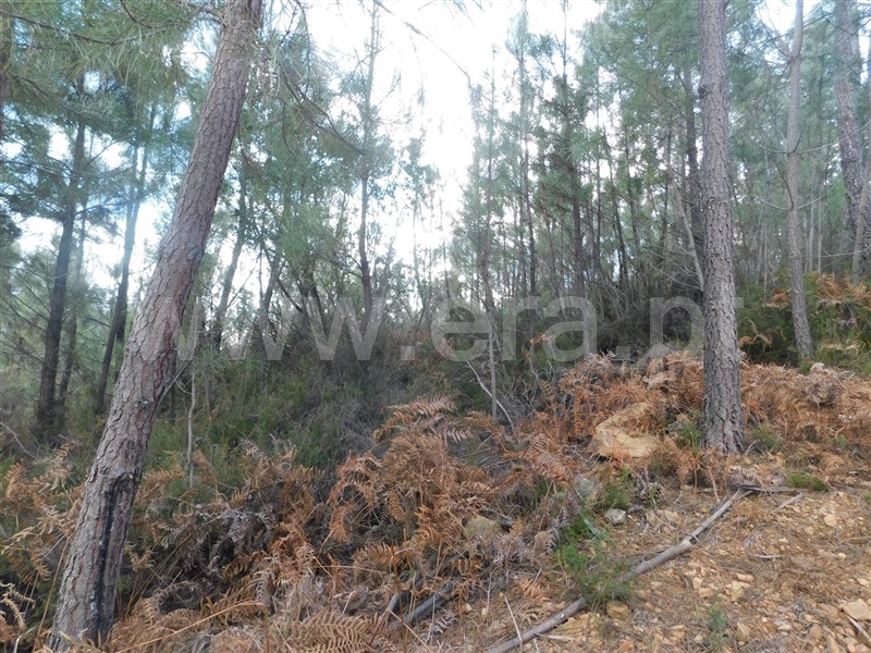 Terreno  Fundão, Souto da Casa - 1309653 - 4