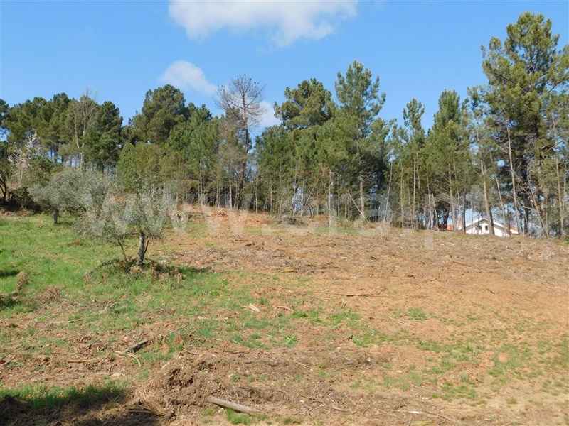 Terreno / Fundão, Souto da Casa