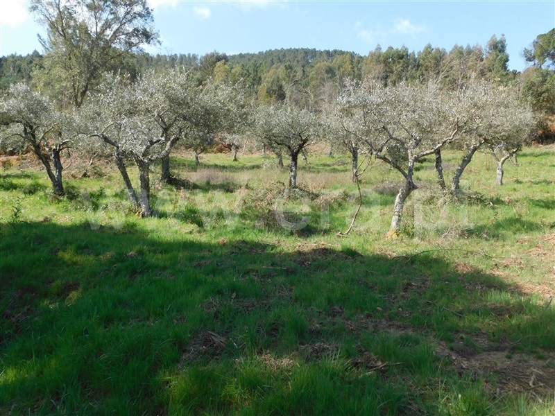 Terreno  Fundão, Souto da Casa - 1317720 - 2