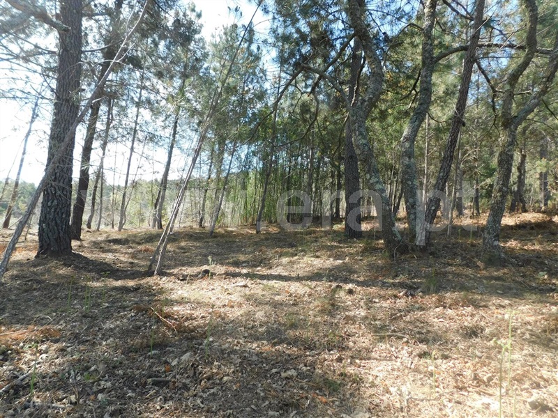 Terreno  Fundão, Souto da Casa - 1317720 - 5