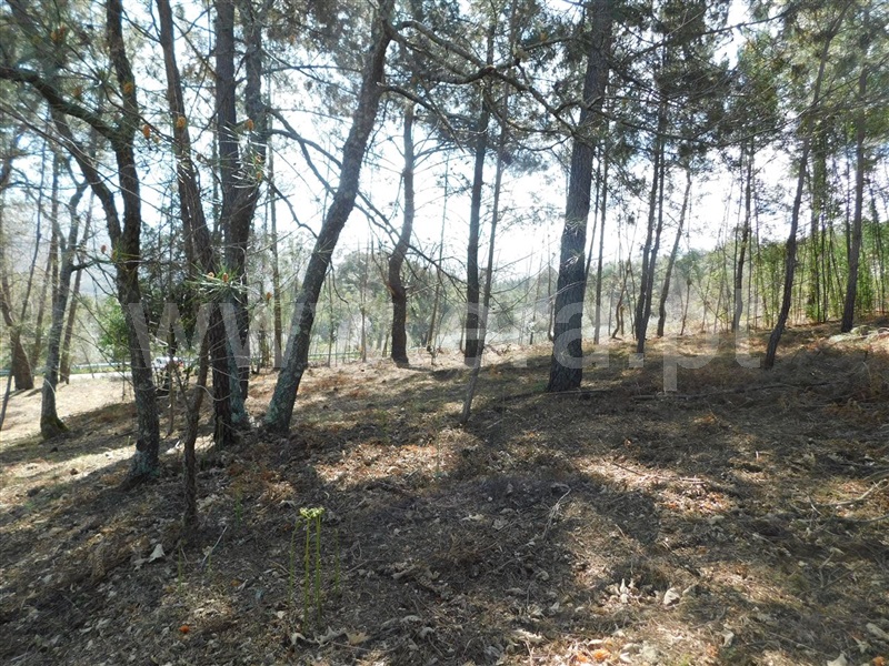 Terreno  Fundão, Souto da Casa - 1317720 - 8