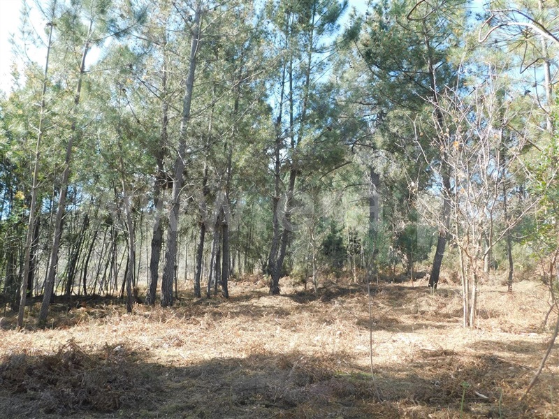 Terreno  Fundão, Souto da Casa - 1317720 - 10