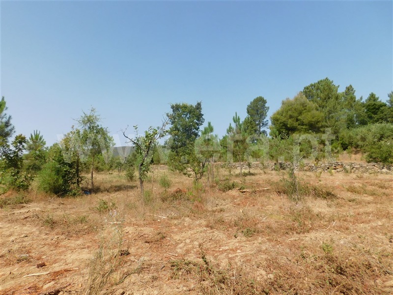 Terreno  Fundão, Telhado - 1103172 - 7