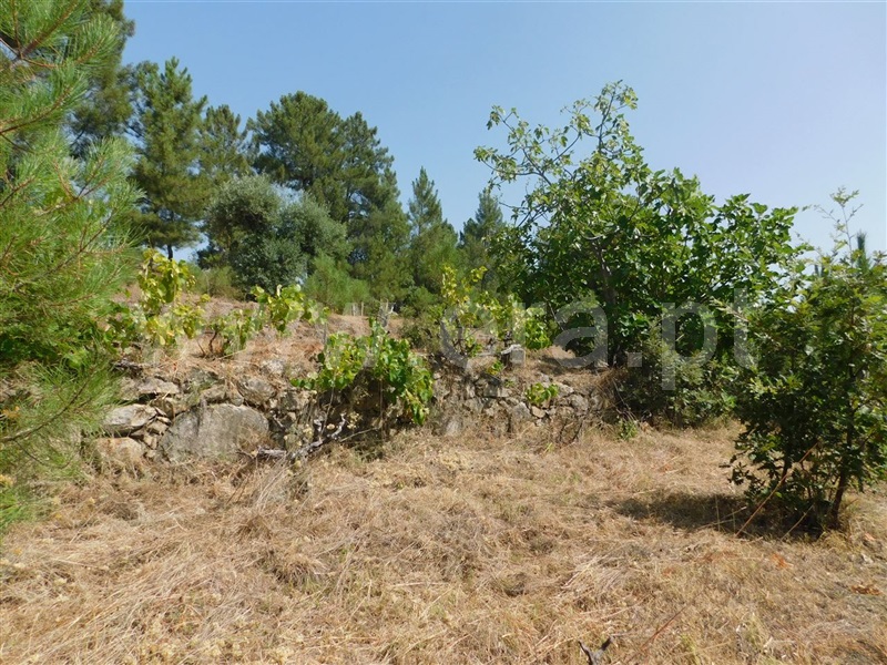 Terreno  Fundão, Telhado - 1103172 - 11