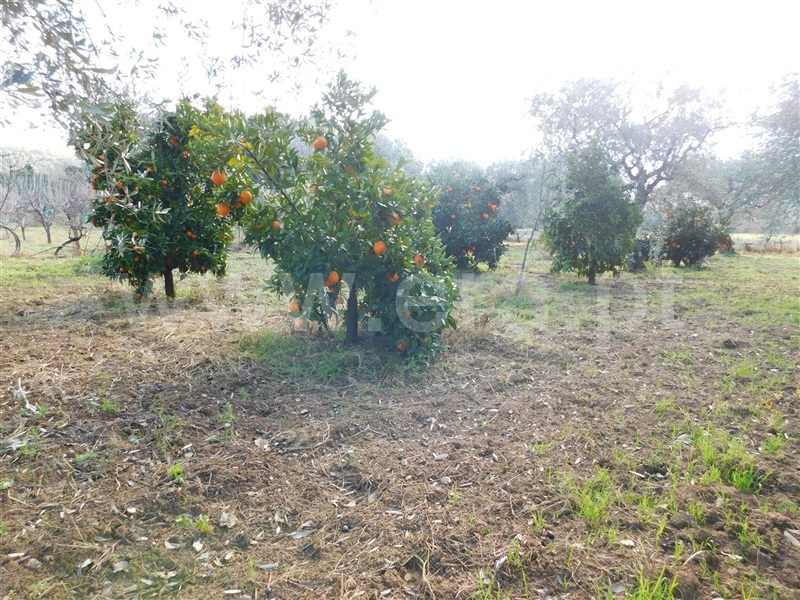Terreno  com Agrícola Fundão, Telhado - 1219482 - 13