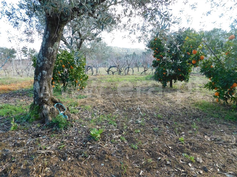 Terreno  com Agrícola Fundão, Telhado - 1219482 - 14