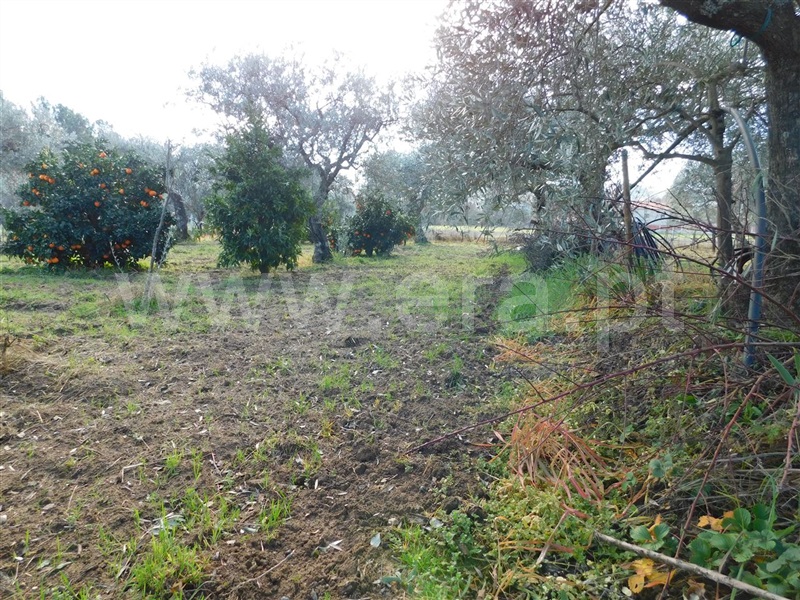 Terreno  com Agrícola Fundão, Telhado - 1219482 - 15
