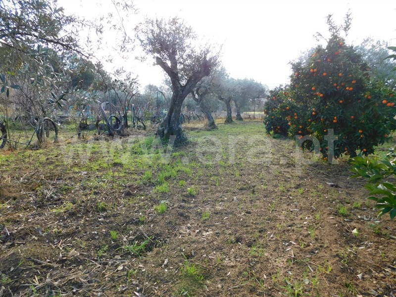 Terreno  com Agrícola Fundão, Telhado - 1219482 - 16