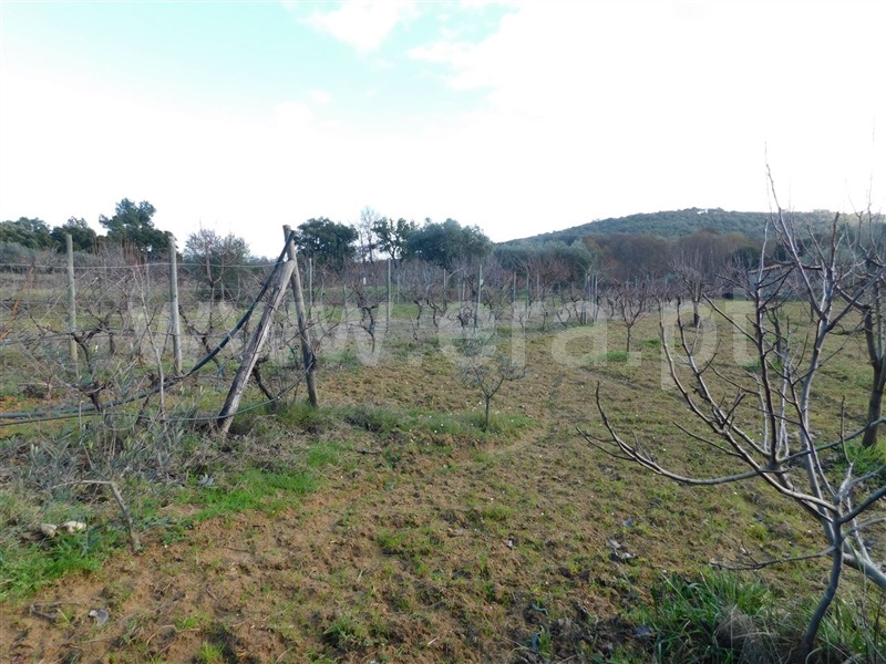Terreno  com Agrícola Fundão, Telhado - 1219482 - 19