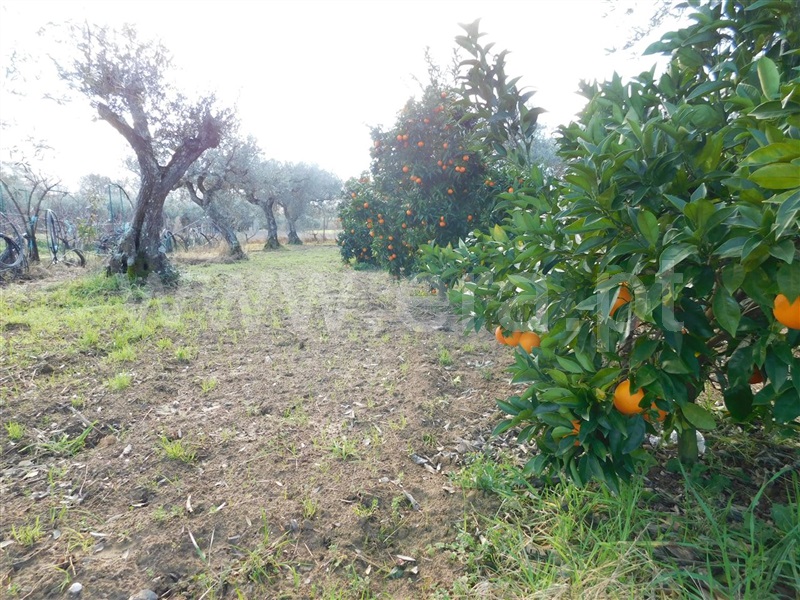 Terreno  com Agrícola Fundão, Telhado - 1219482 - 20
