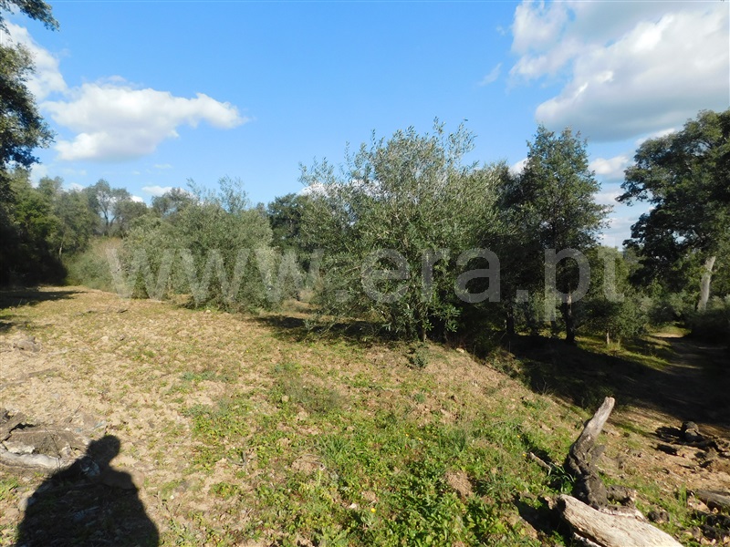 Terreno  Fundão, Telhado - 1304519 - 2
