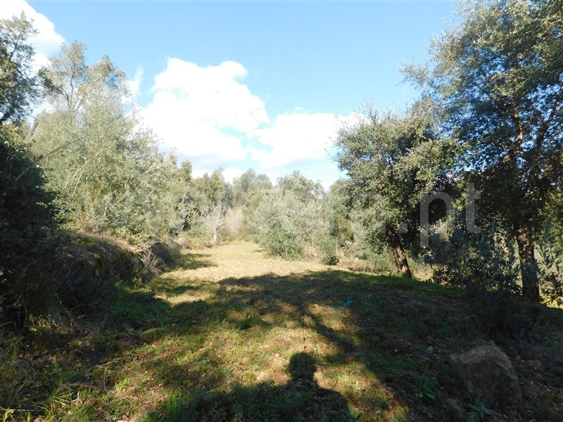 Terreno  Fundão, Telhado - 1304519 - 3