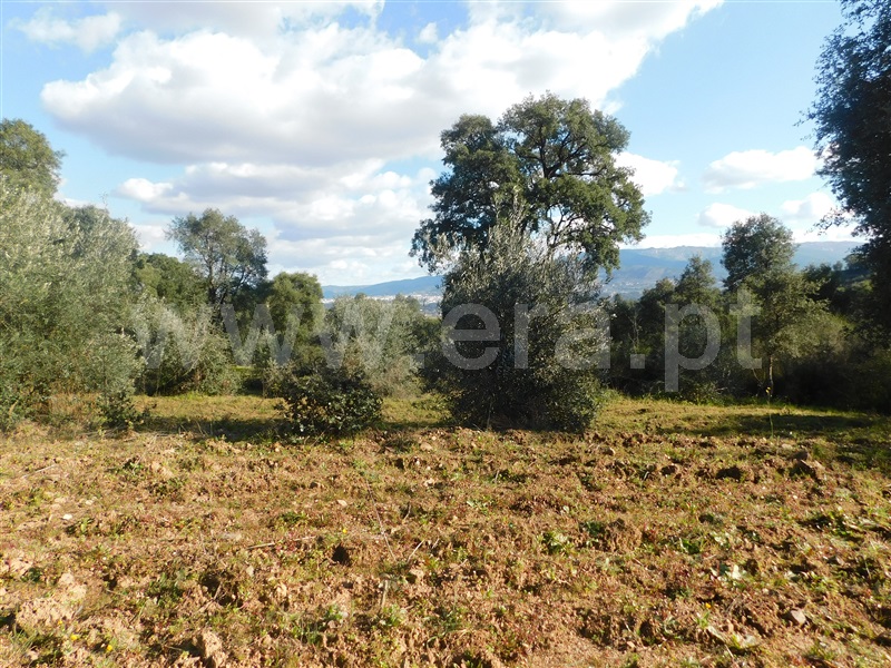 Terreno  Fundão, Telhado - 1304519 - 4