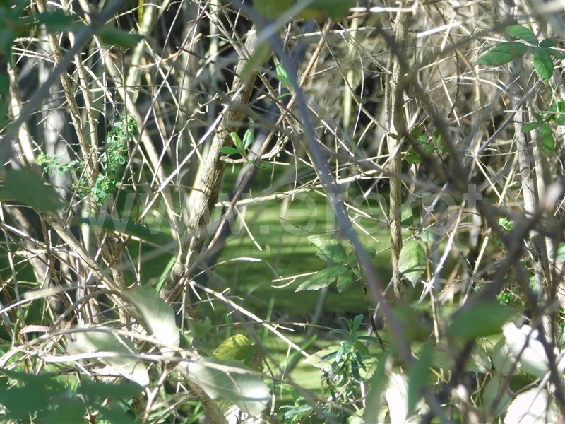 Terreno  Fundão, Telhado - 1304519 - 8