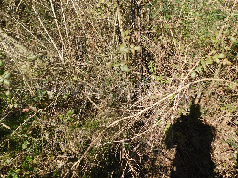 Terreno  Fundão, Telhado - 1304519 - 9