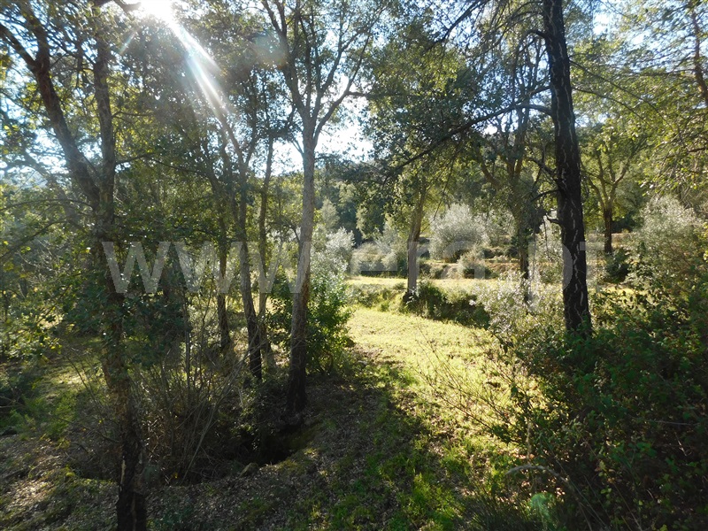 Terreno  Fundão, Telhado - 1304519 - 12