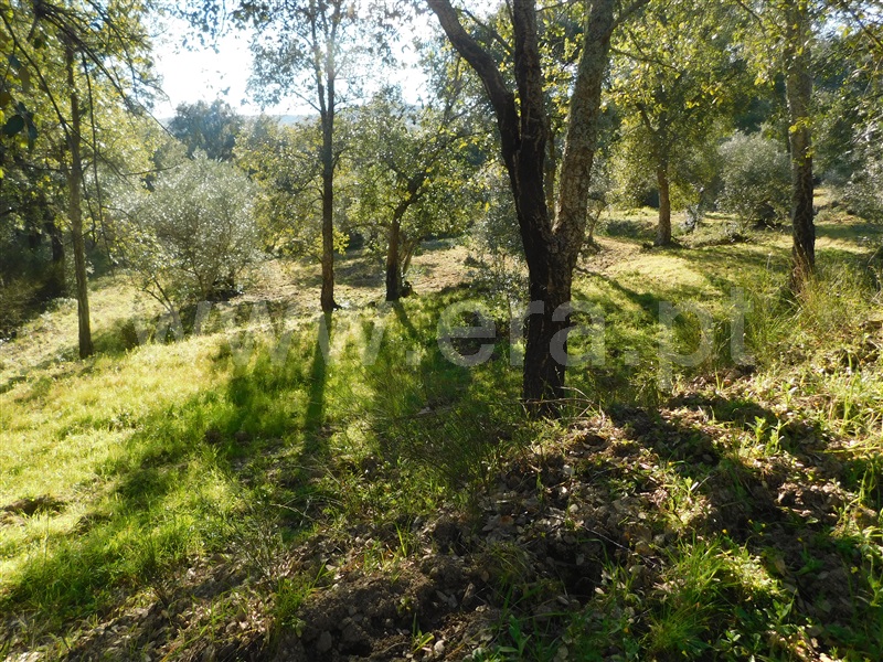 Terreno  Fundão, Telhado - 1304519 - 14