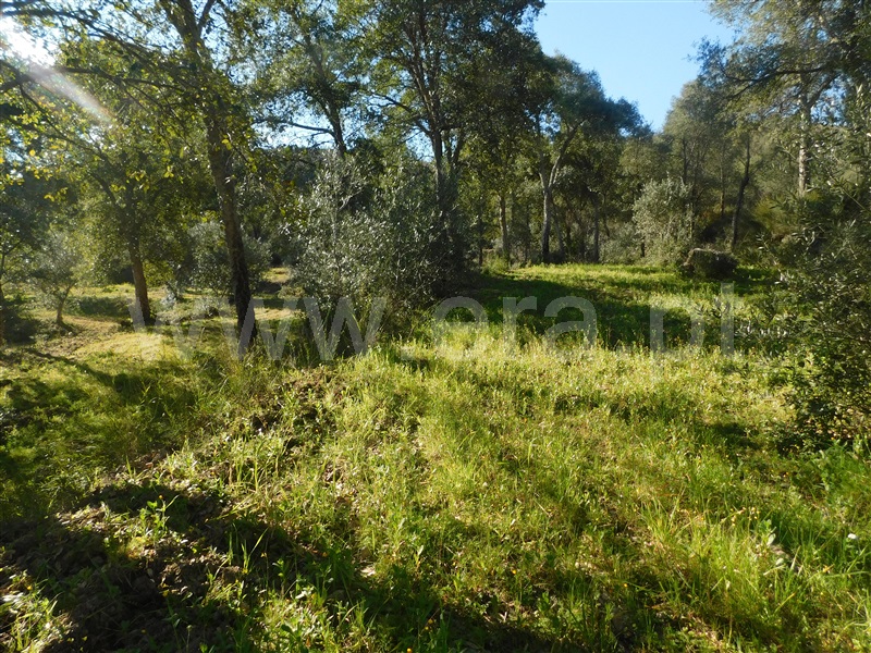 Terreno  Fundão, Telhado - 1304519 - 15